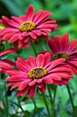 OSTEOSPERMUM SUNNY CHERRY