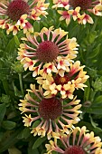 GAILLARDIA FANFARE SHOWTIME