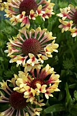 GAILLARDIA FANFARE SHOWTIME