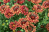 GAILLARDIA FANFARE SERENADE