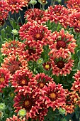 GAILLARDIA FANFARE SERENADE