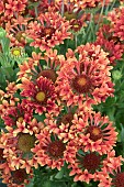 GAILLARDIA FANFARE SERENADE