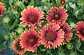 GAILLARDIA SUNSET FLASH