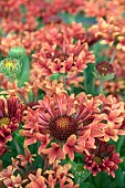 GAILLARDIA FANFARE SERENADE