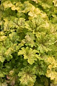 HEUCHERA SPLASHBERRY