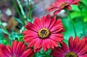 OSTEOSPERMUM SUNNY CHERRY