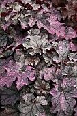 HEUCHERA TONCKA ICED LILAC