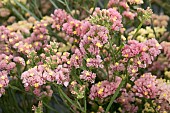 LIMONIUM APRICOT BEAUTY