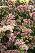 LIMONIUM APRICOT BEAUTY