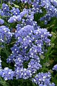 LIMONIUM BLUE