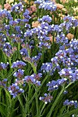 LIMONIUM BLUE