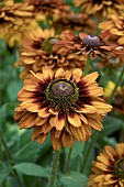 RUDBECKIA SUMMERDAISYS DOUBLE CHOCOLATE