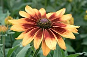 RUDBECKIA SUNBECKIA SARAH