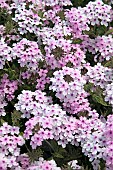 VERBENA MARGARETS MEMORY