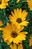 OSTEOSPERMUM SUNNY CILIA