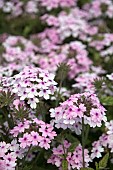 VERBENA MARGARETS MEMORY