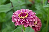 ZINNIA PINK