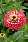 ZINNIA SALMON