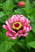 ZINNIA SALMON ROSE