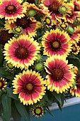 GAILLARDIA GUAPA FLAMENCO BICOLOUR