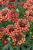 GAILLARDIA FANFARE SERENADE