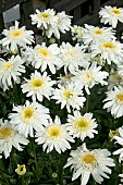 LEUCANTHEMUM REAL COMET