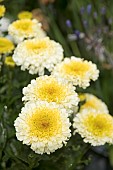 LEUCANTHEMUM REAL DEAL