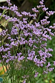 LIMONIUM DAZZLE ROCKS