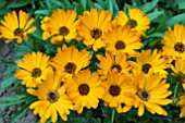 OSTEOSPERMUM SUNNY CILIA