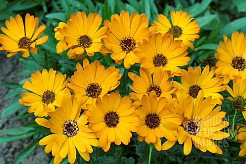 OSTEOSPERMUM_SUNNY_CILIA