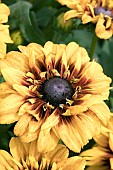 RUDBECKIA SUNBURST SUNSET