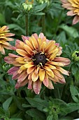 RUDBECKIA RUDY DOUBLE ROSE YELLOW