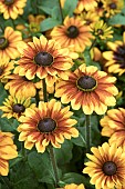 RUDBECKIA RUDY MINI BROWN ORANGE