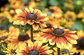 RUDBECKIA RUDY MINI BROWN ORANGE