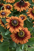 RUDBECKIA SUNBURST FLAME