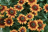 RUDBECKIA SUNBURST FLAME