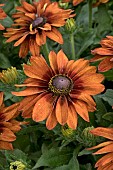 RUDBECKIA SUNBURST RADIANT