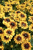 RUDBECKIA SUNBURST SUNSET