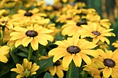 RUDBECKIA SUNBURST SOLAR