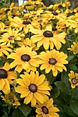 RUDBECKIA SUNBURST SOLAR