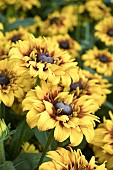 RUDBECKIA SUNBURST SUNSET