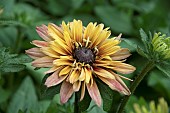 RUDBECKIA RUDY DOUBLE ROSE YELLOW