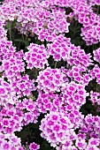 VERBENA ENDURASCAPE PINK BICOLOUR