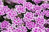 VERBENA ENDURASCAPE PINK BICOLOUR