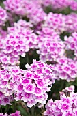 VERBENA ENDURASCAPE PINK BICOLOUR