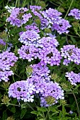 VERBENA LA FRANCE