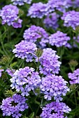 VERBENA LA FRANCE