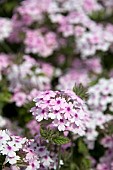 VERBENA MARGARETS MEMORY