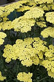 ACHILLEA SASSY SUMMER YELLOW