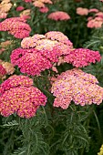 ACHILLEA SASSY TAFFY